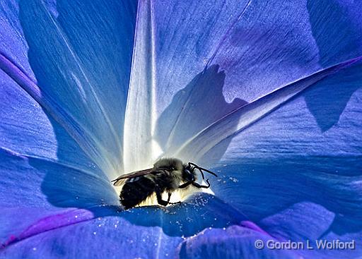 Bee In A Morning Glory_P1180199.jpg - Photographed at the Ornamental Gardens in Ottawa, Ontario, Canada.